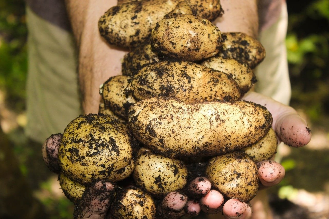 potatoes, natural, soil