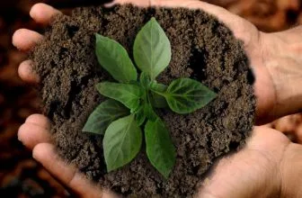 earth, scion, leaf-3289810.jpg
